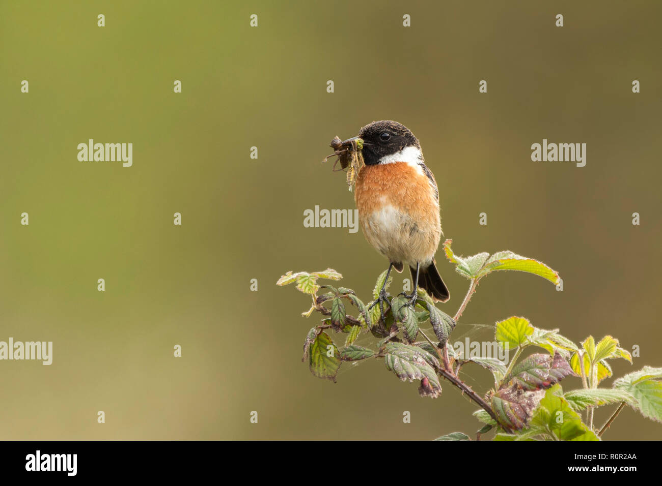 Stonechat perched on bramble with food for its chicks. Tipperary, Ireland Stock Photo