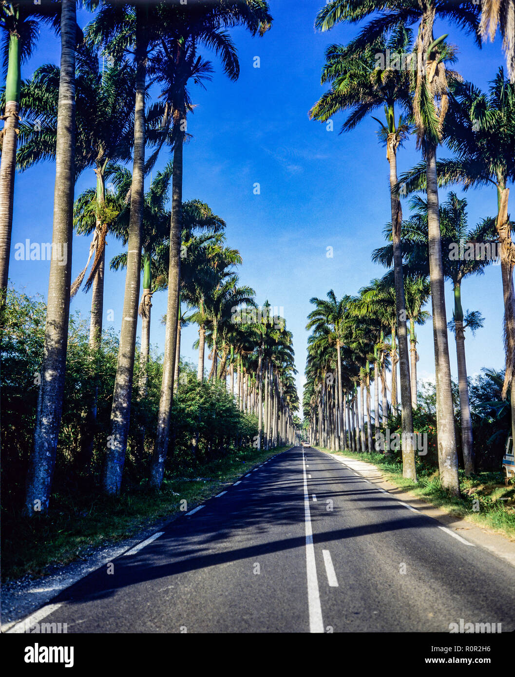 Allée Dumanoir, road lined up with royal palm trees, Guadeloupe, French West Indies, Stock Photo