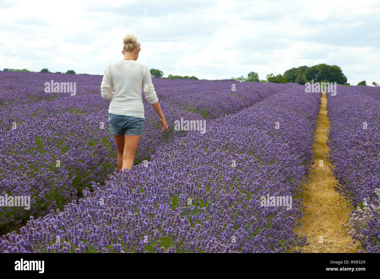 Girl with blond hair and denim shorts walking through a Lavender field Stock Photo