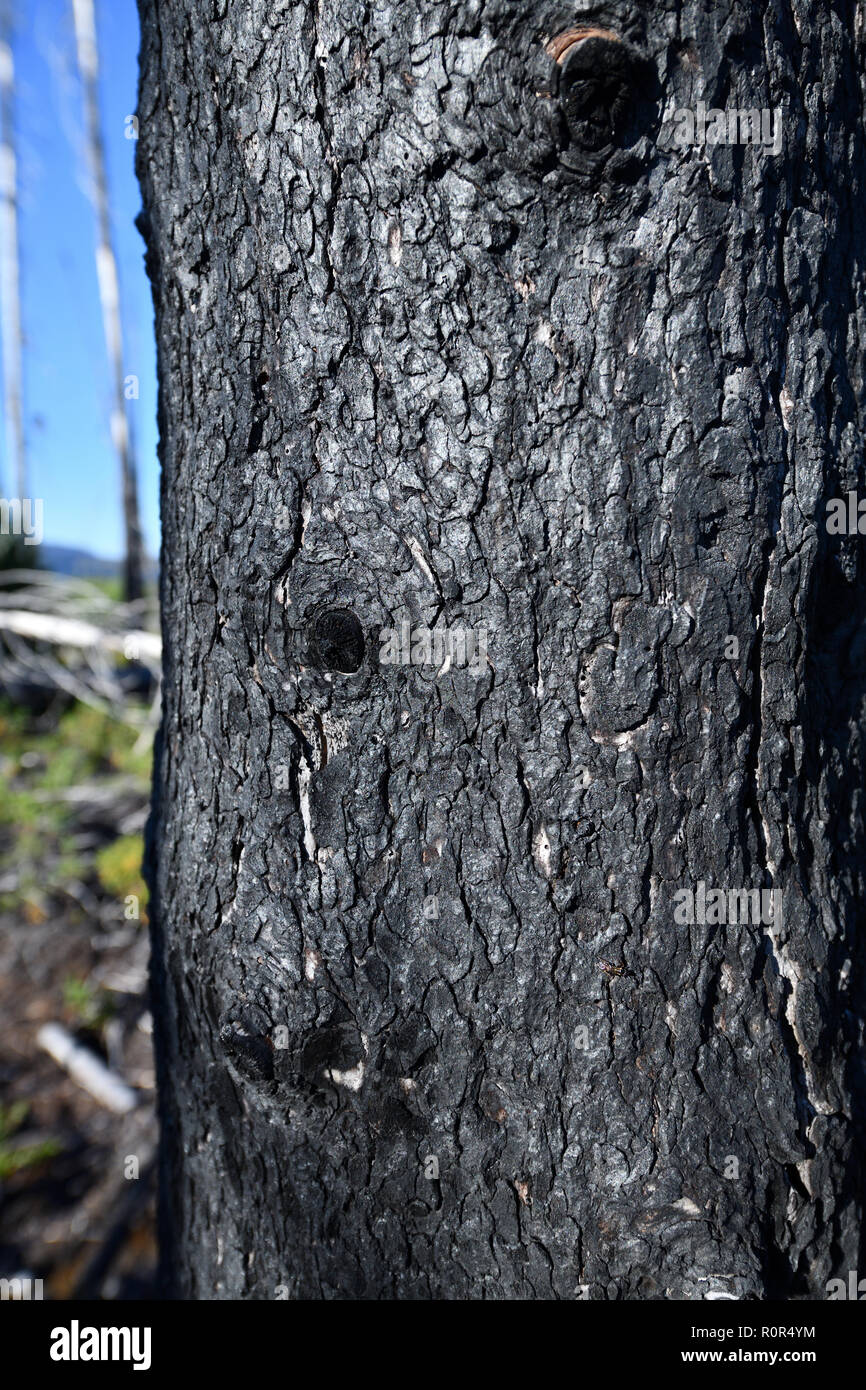 Burnt bark after a forest fire Stock Photo Alamy