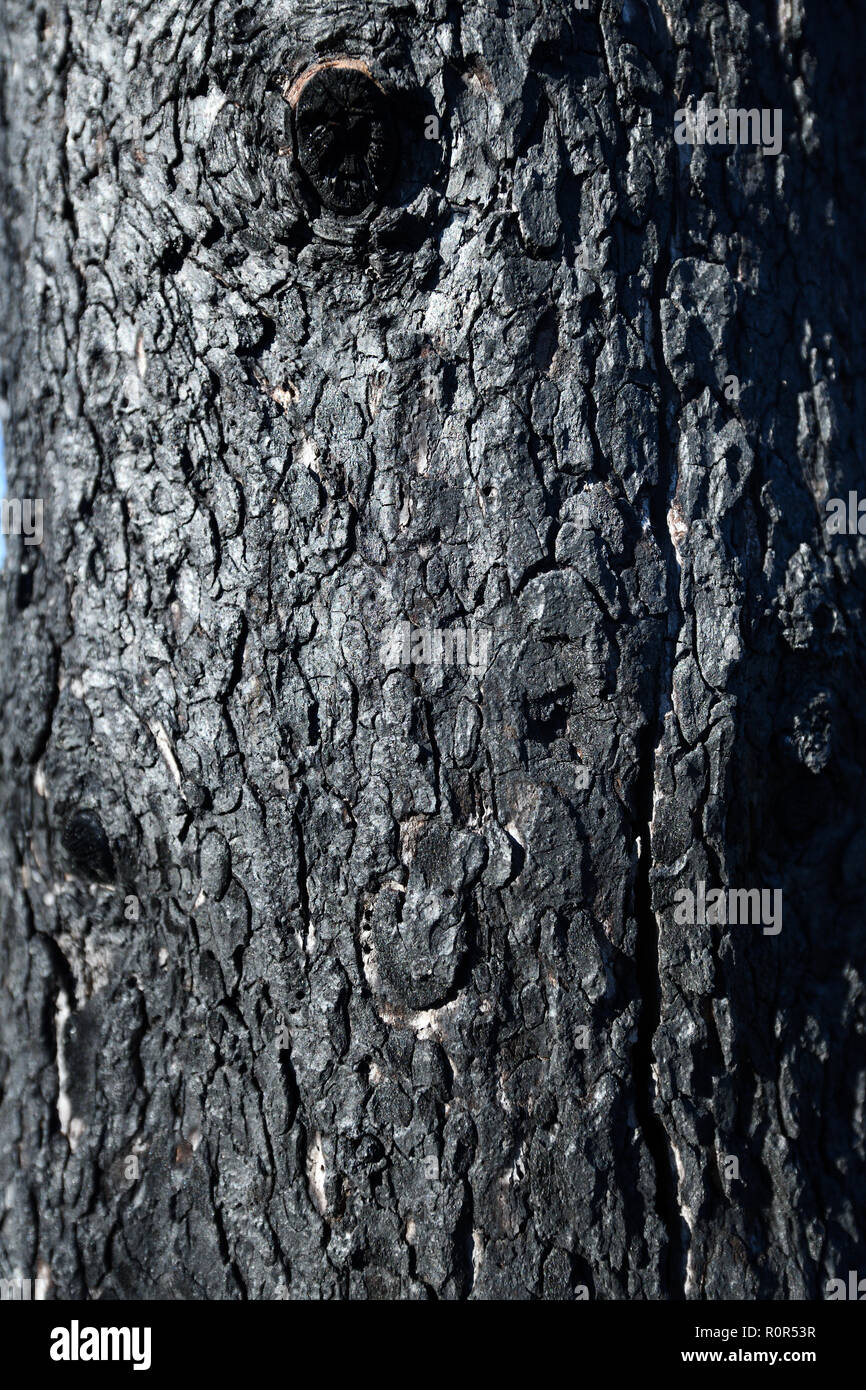 Burnt bark after a forest fire Stock Photo Alamy
