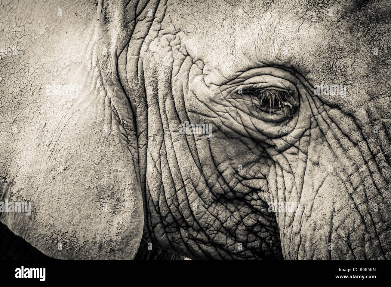 Elephant close-up with sad expression. The head of an elephant close-up. Vintage, grunge old retro style photo. Stock Photo