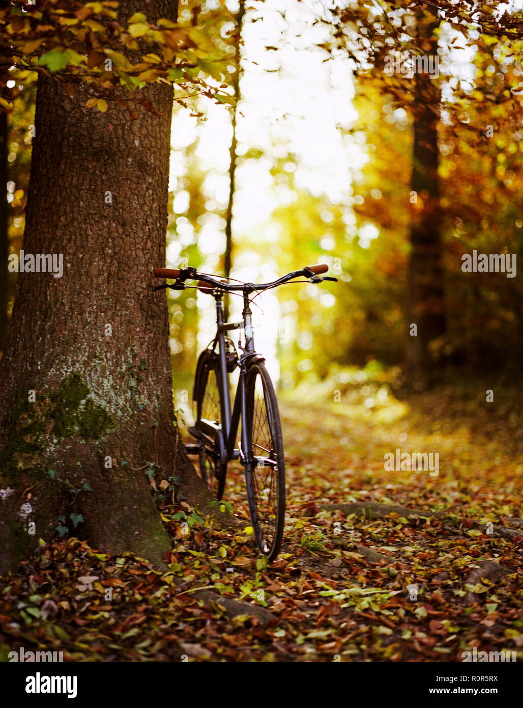 Bicycle in the forest against a tree in autumn, foliage, warm colors Stock Photo