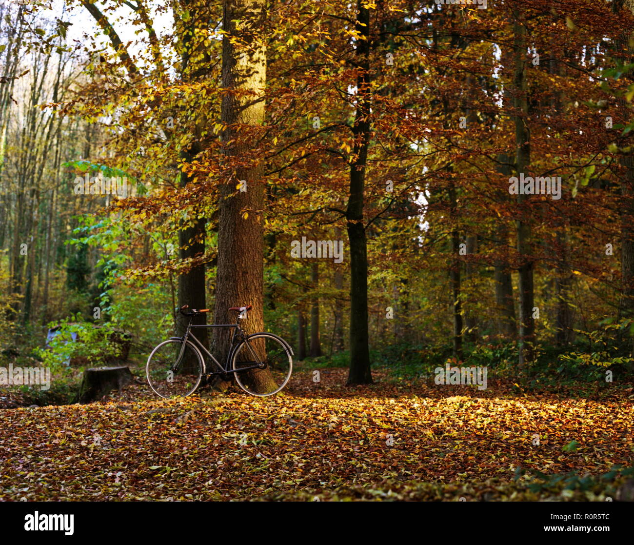 Bicycle in the forest against a tree in autumn, foliage, warm colors Stock Photo