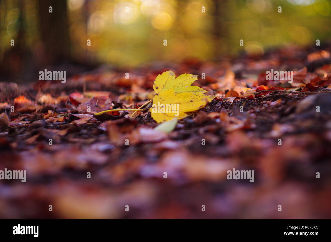Yellow maple leaf in the forest on autumn foliage, shallow depth of ...