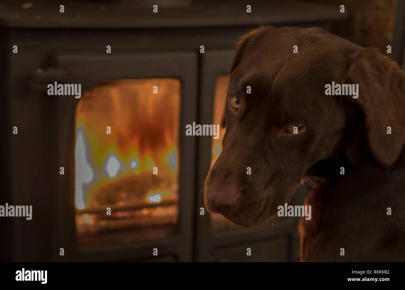 labradinger or springador dog puppy sitting in front of a fire or wood ...