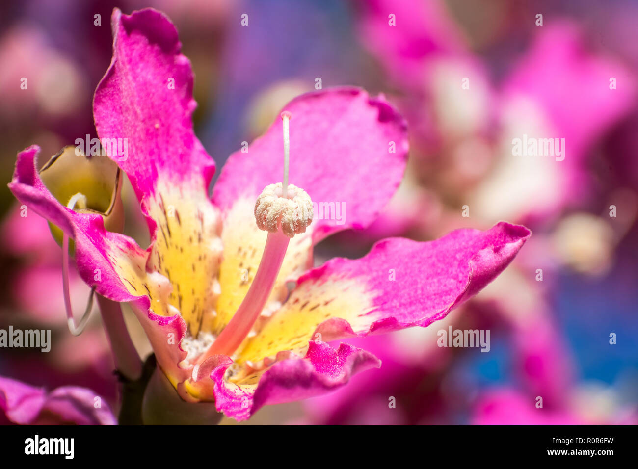 Close up view of the flower of a Silk Floss tree (Ceiba Speciosa), California Stock Photo