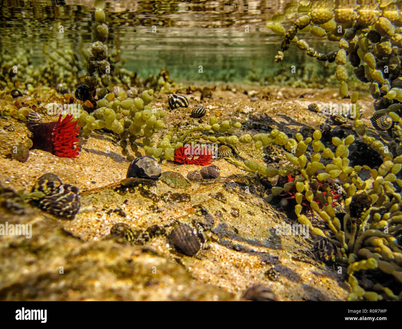 Underwater landscape of rock pool, with red Waratah Anemone, Actinia tenebrosa, Zebra Snails, Hormosira banksii, commonly known as Neptune’s necklace Stock Photo