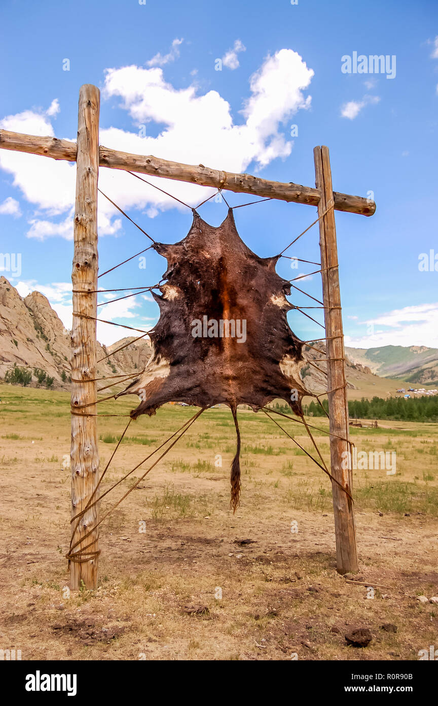 Animal hide hanging up to dry on steppe in Gorkhi-Terelj National Park ...