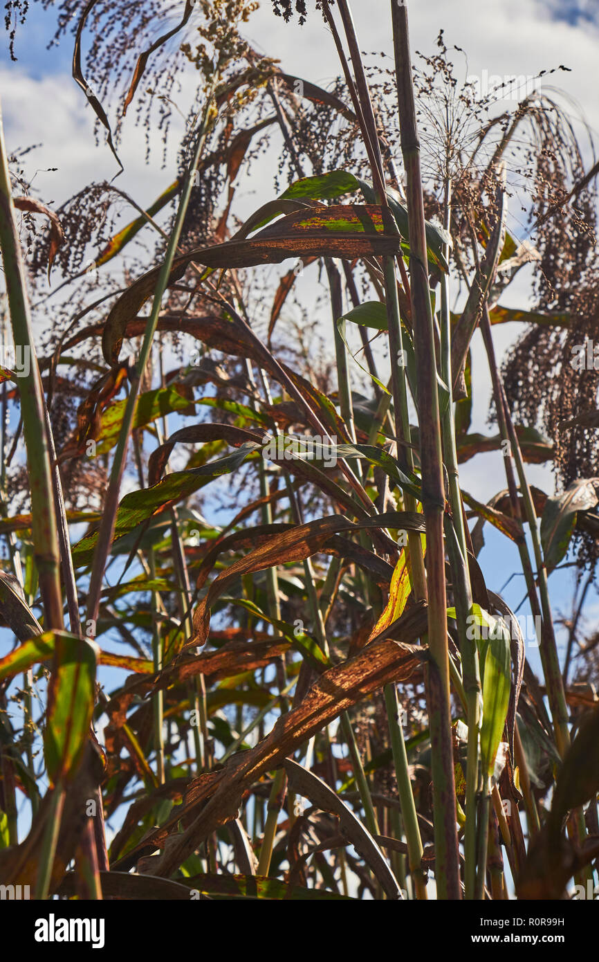 Broomcorn, also known as growing in LancasterCounty
