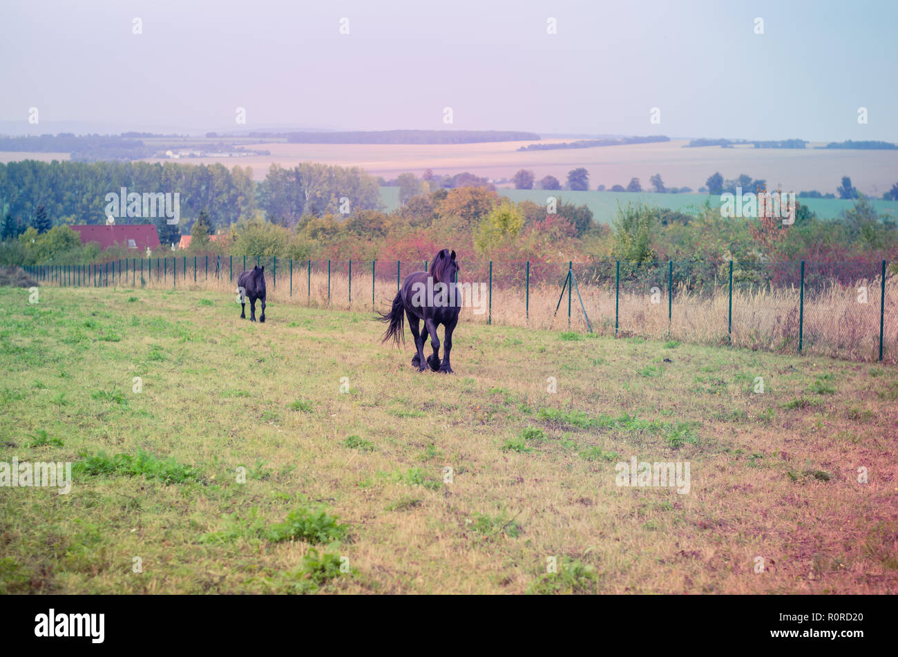 two beautiful black horses running in the farm Stock Photo