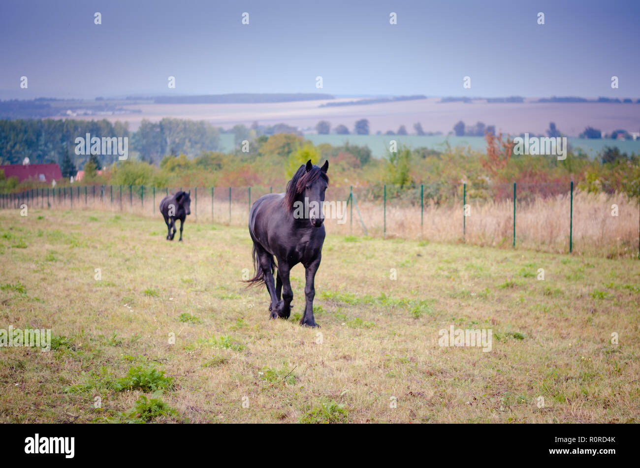 two beautiful black horses running in the farm Stock Photo