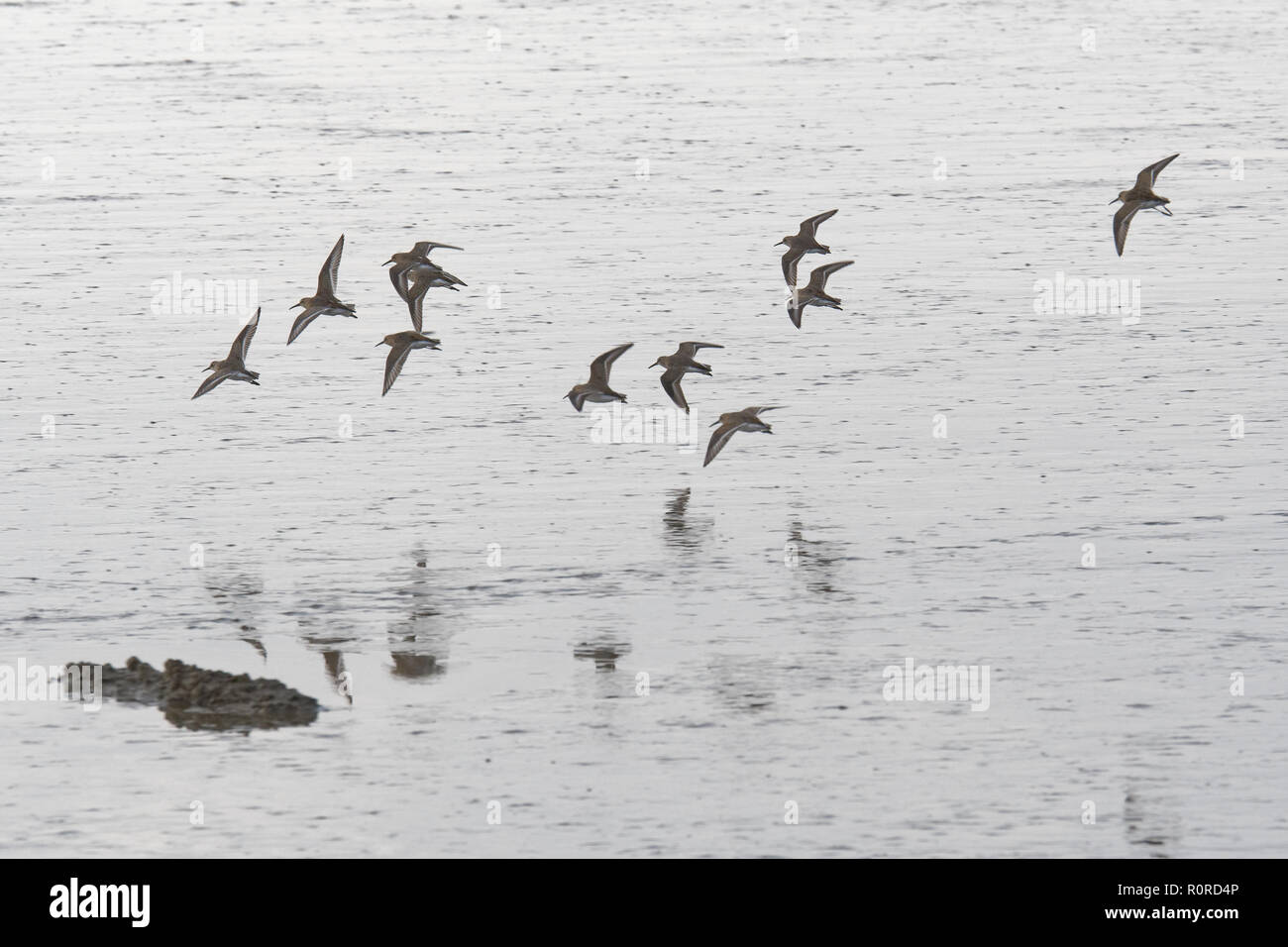 A flock of sandpipers flying over the Dollard at low tide, East Frisia, Lower Saxony, Germany Stock Photo