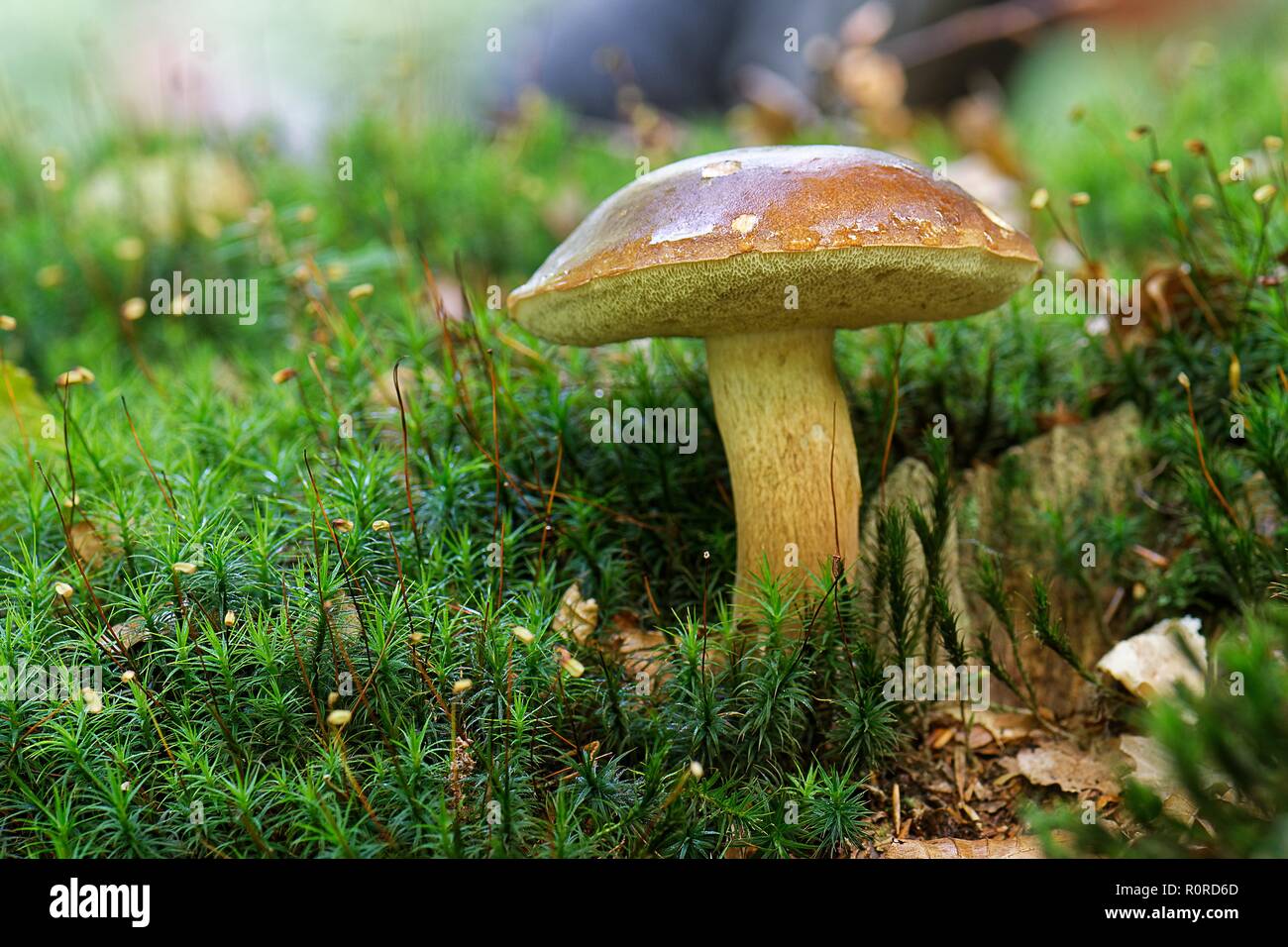 Close-up of a mushroom growing in the forest, East Frisia, Lower Saxony, Germany Stock Photo