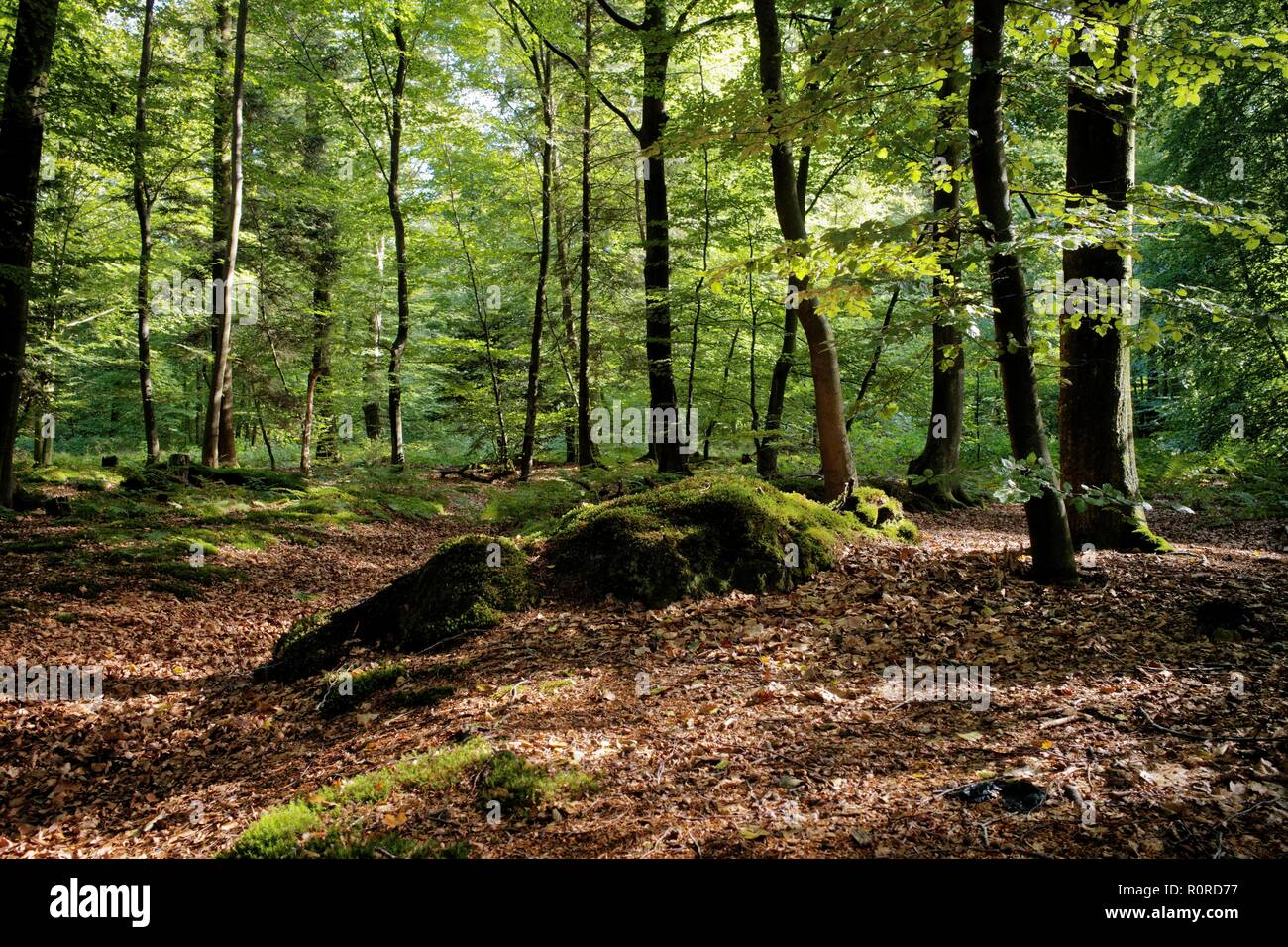 Forest, Ihlow, East Frisia, Lower Saxony, Germany Stock Photo
