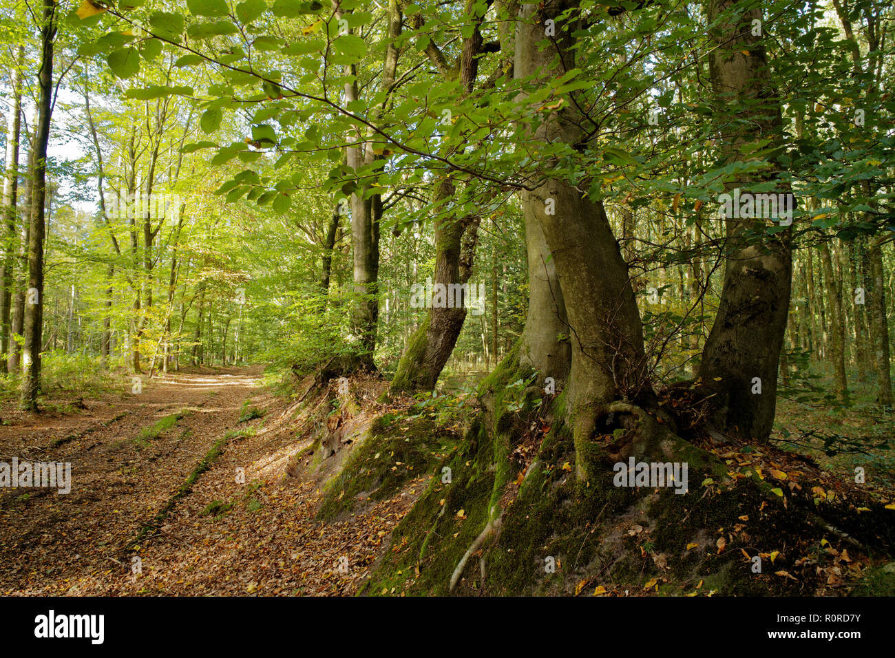 Forest, Stiekelkamp, East Frisia, Lower Saxony, Germany Stock Photo