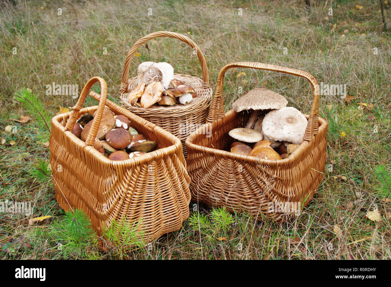 Wicker baskets full of raw edible mushrooms. Autumn mushrooming in forest. Stock Photo
