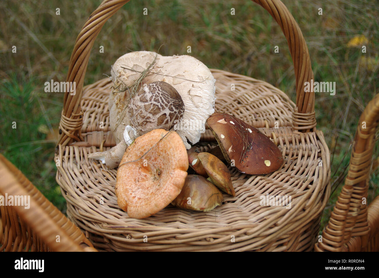 Seasonal mushrooming in forest. Raw edible mushrooms on wicker basket. Stock Photo