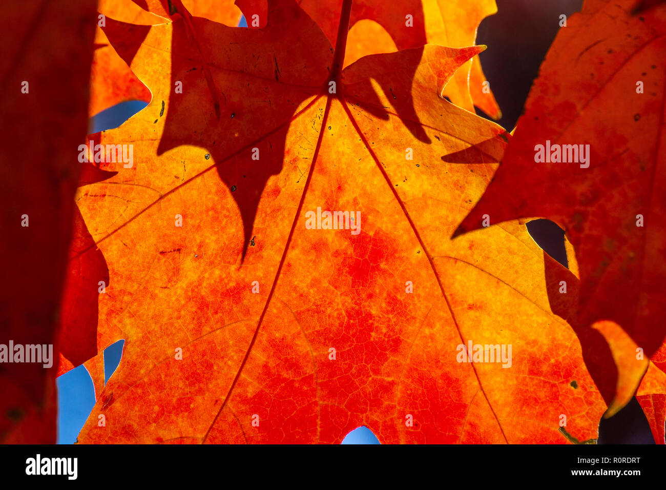 Striking Autumn foliage in transition and at their peak in the Adams