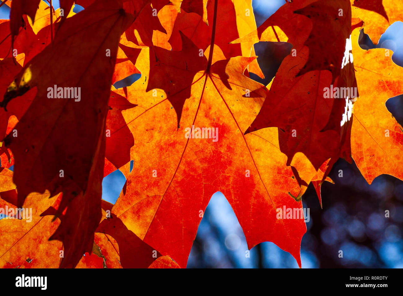 Striking Autumn foliage in transition and at their peak in the Adams