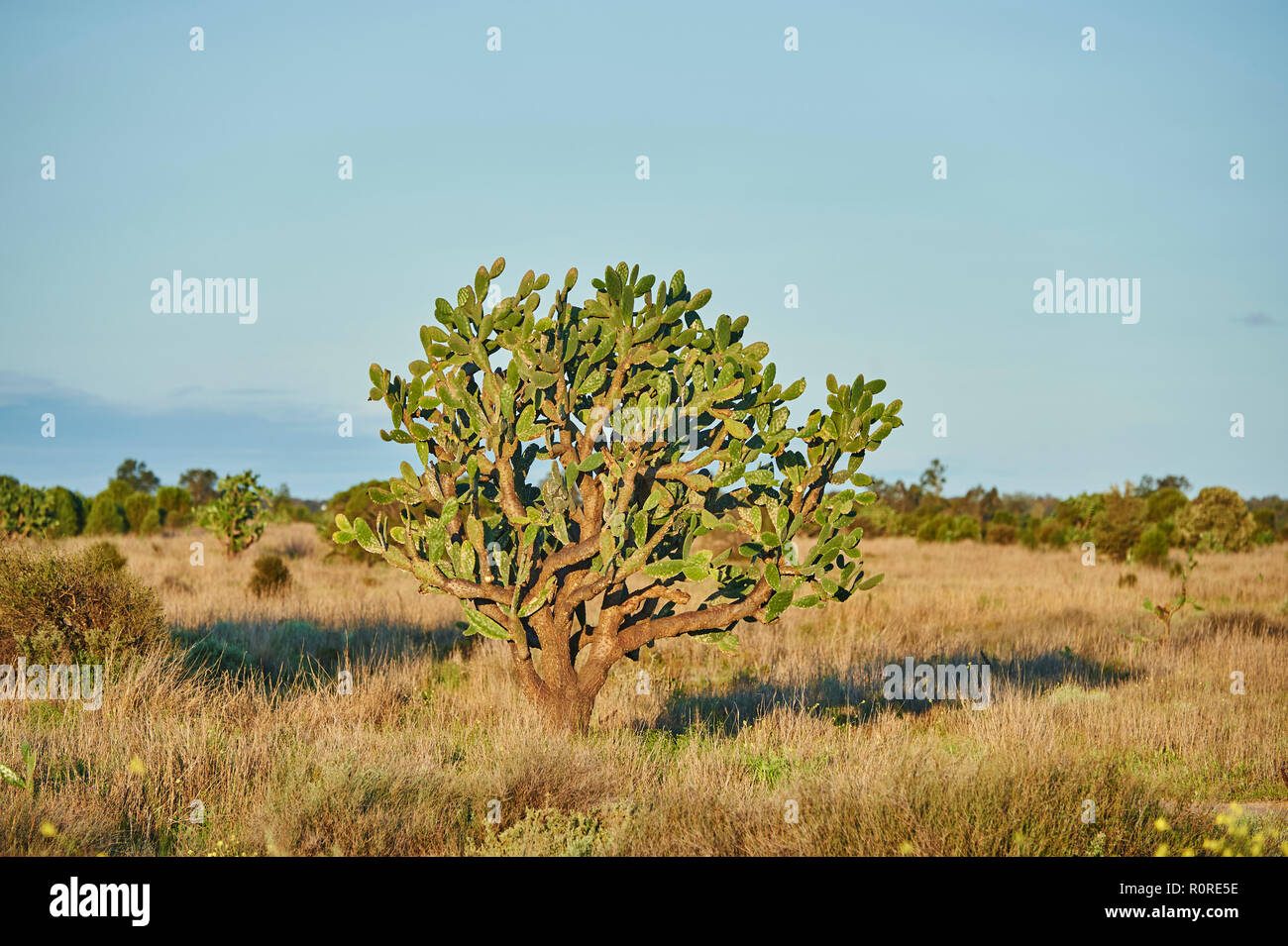 Indian fig opuntia (Opuntia ficus-indica), Australia Stock Photo