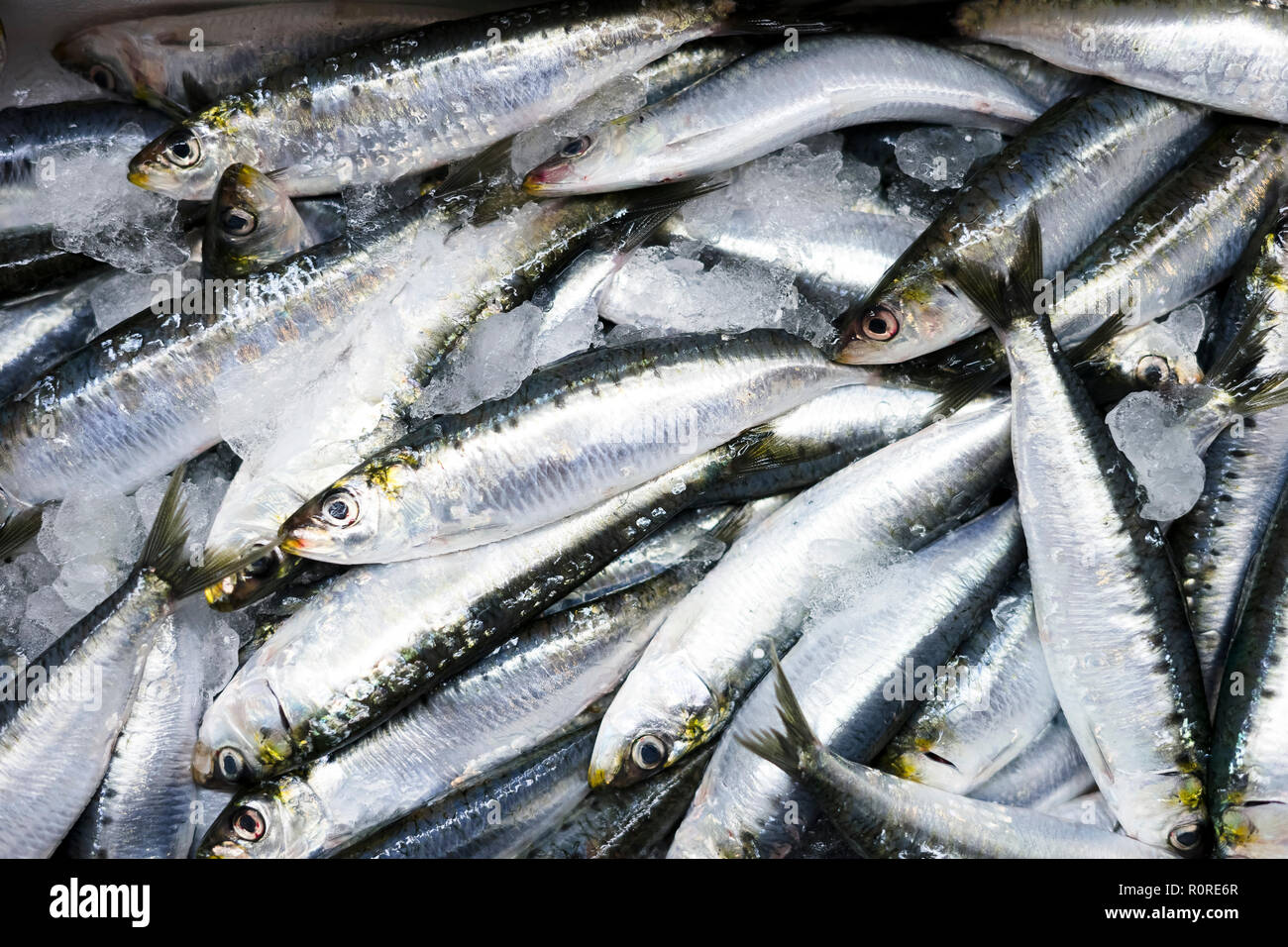 Many small sardines on ice, Polen Stock Photo
