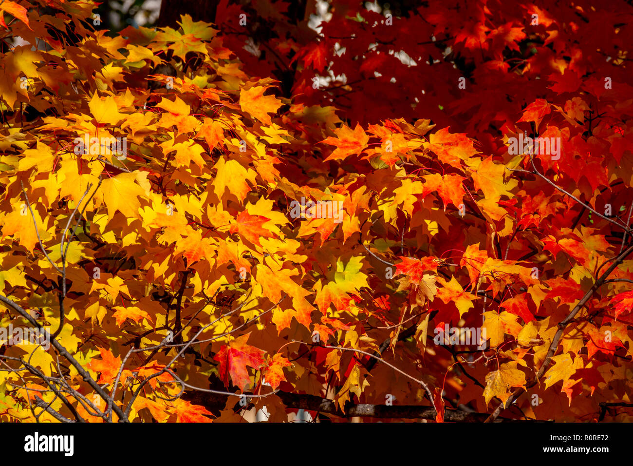 Striking Autumn foliage in transition and at their peak in the Adams
