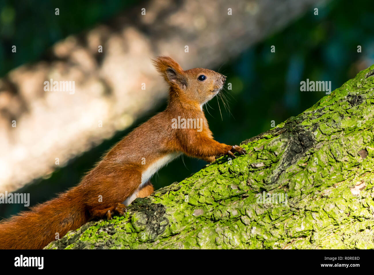 Squirrel close-up in the forest in a natural environment Stock Photo