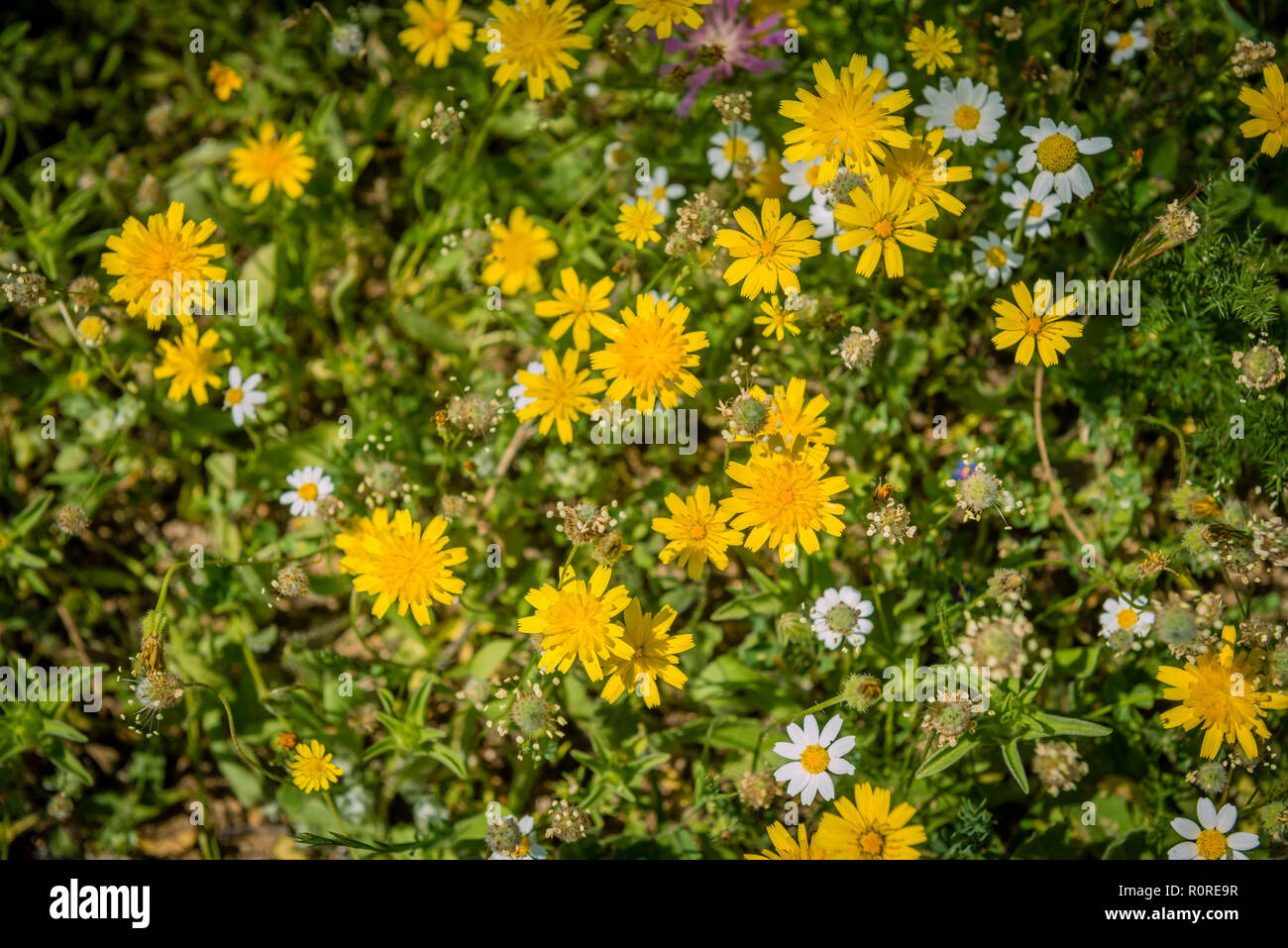 Blooming flower meadow, dandelions (Taraxacum officinale) and common daisies (Bellis perennis), Andalusia, Spain Stock Photo