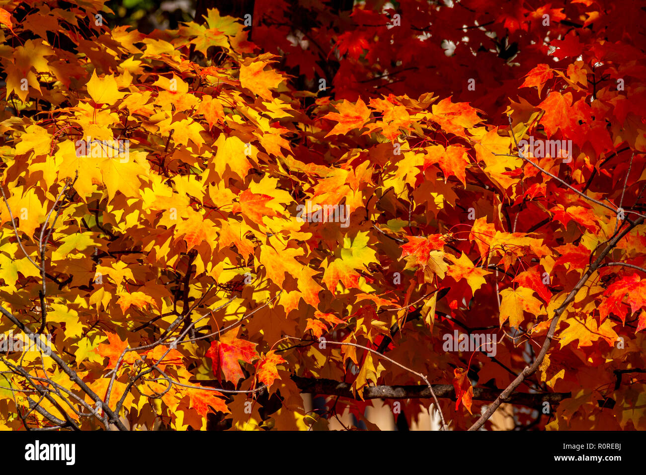 Striking Autumn foliage in transition and at their peak in the Adams Morgan and Dupont Circle neighborhoods of Washington, DC in early November. Stock Photo