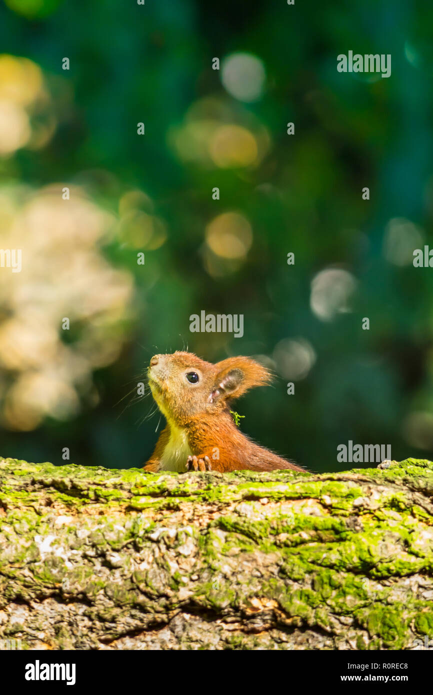 Squirrel close-up in the forest in a natural environment Stock Photo