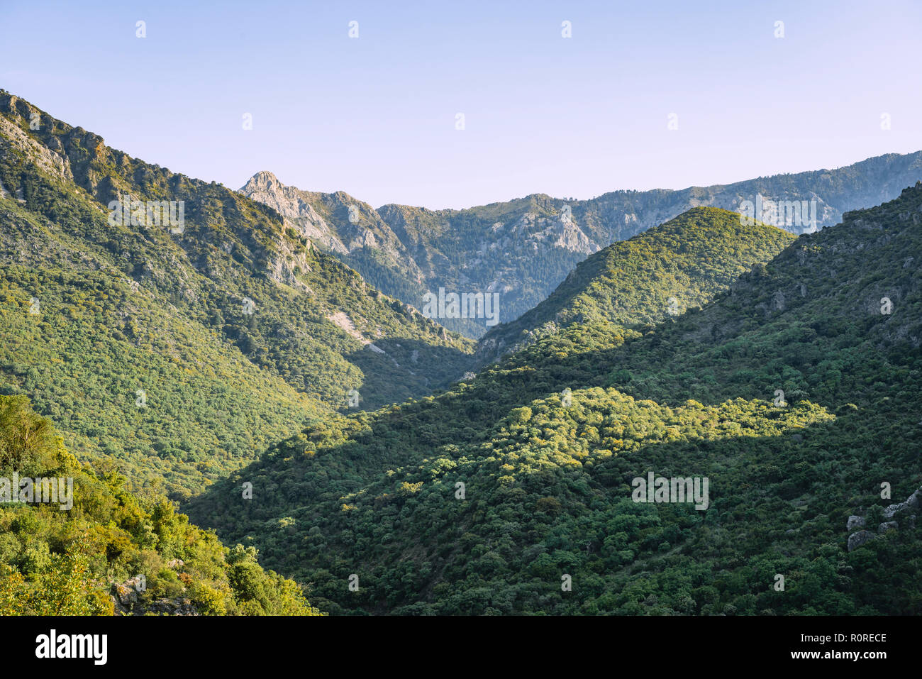 Wooded slopes, The Green Gorge, Garganta Verde, Sierra de Cádiz, Cádiz, Spain Stock Photo