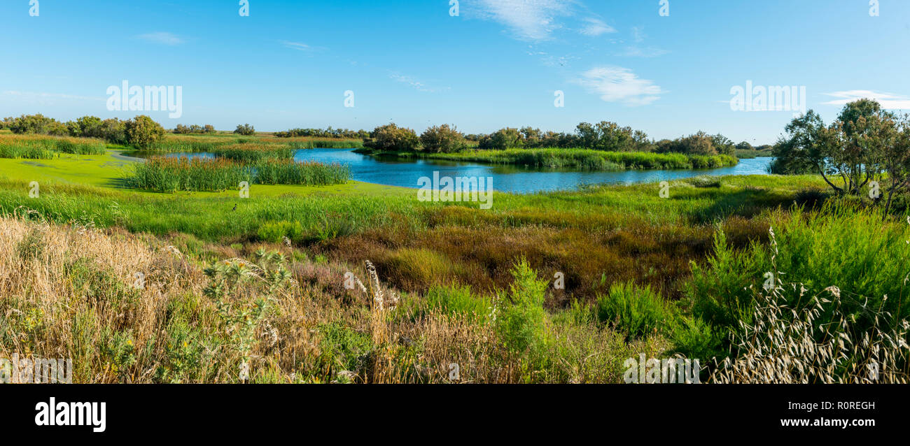 Swamp area, Doñana National Park, El Rocina, Coto de Doñana National Park, Huelva Province, Andalusia, Spain Stock Photo