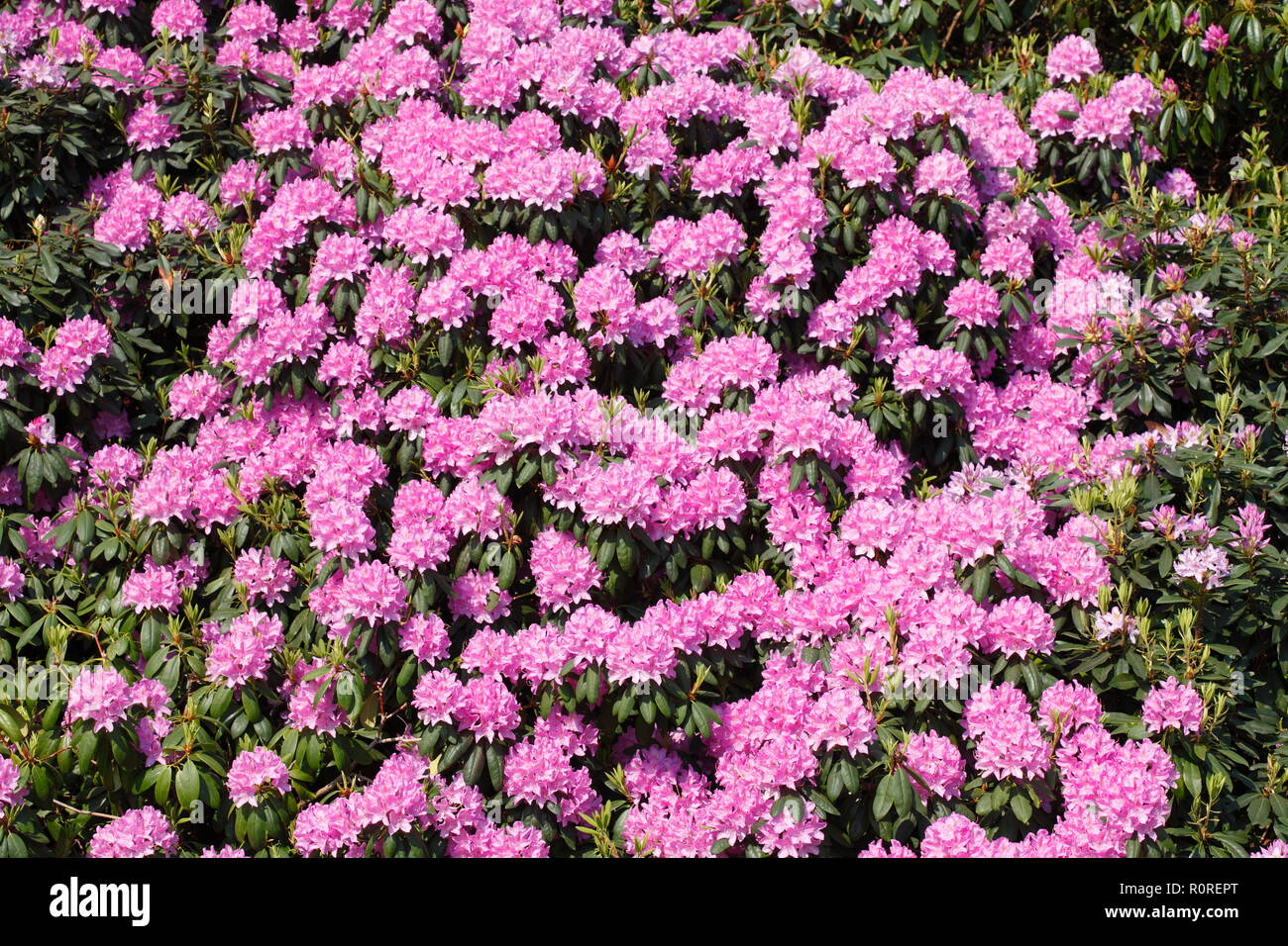 Pink Rhododendronflower (Rhododendron), Germany Stock Photo