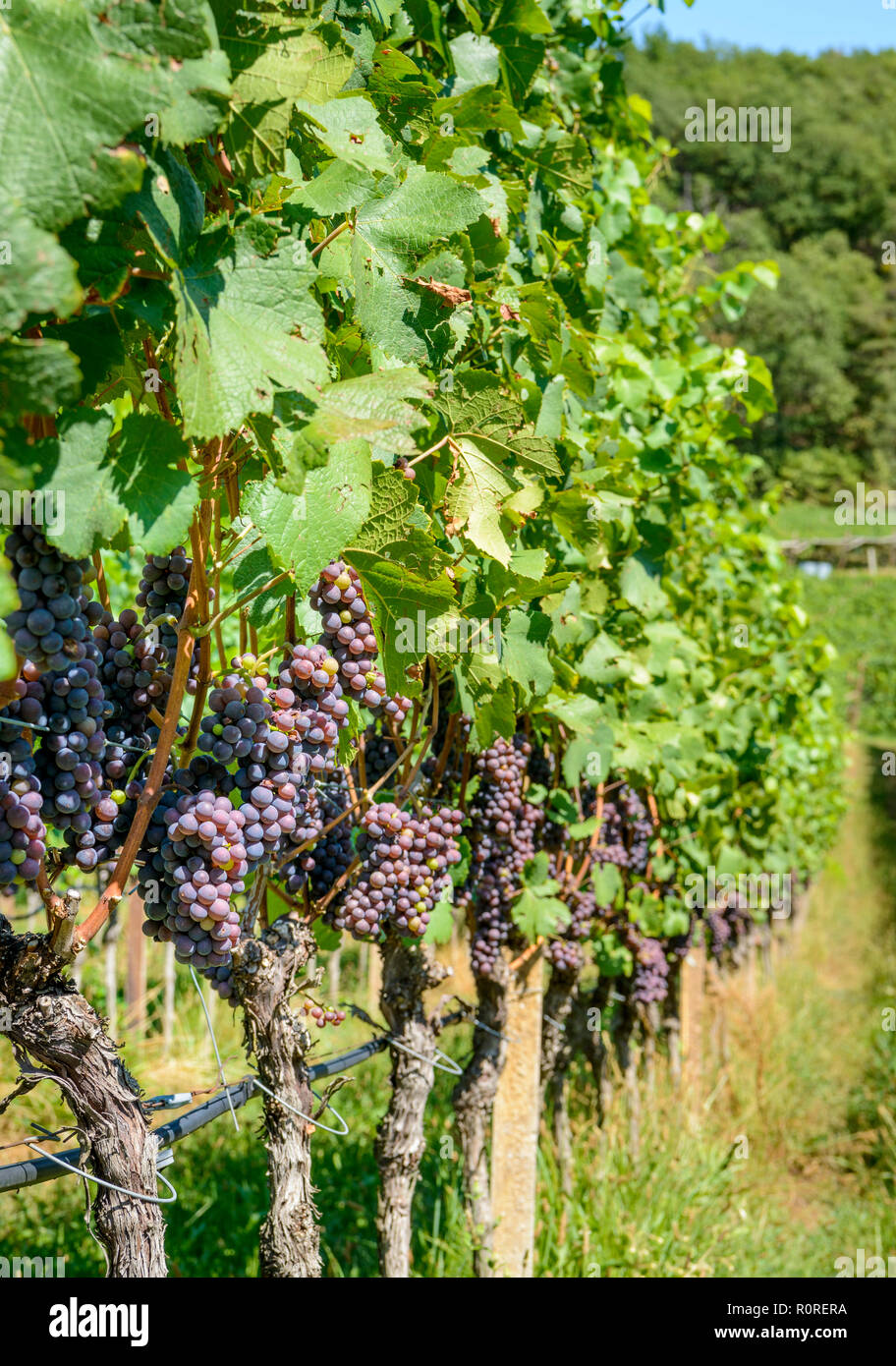 Blue grapes, vineyard, Lake Caldaro, Caldaro, Trentino, South Tyrol, Italy Stock Photo