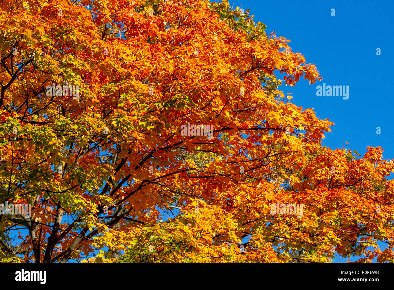 Striking Autumn foliage in transition and at their peak in the Adams