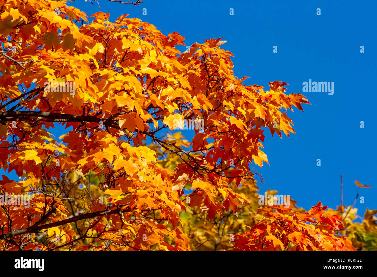 Striking Autumn foliage in transition and at their peak in the Adams Morgan and Dupont Circle neighborhoods of Washington, DC in early November. Stock Photo