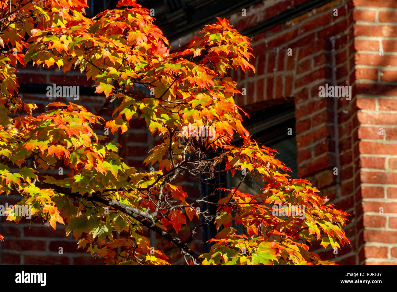 Striking Autumn foliage in transition and at their peak in the Adams Morgan and Dupont Circle neighborhoods of Washington, DC in early November. Stock Photo