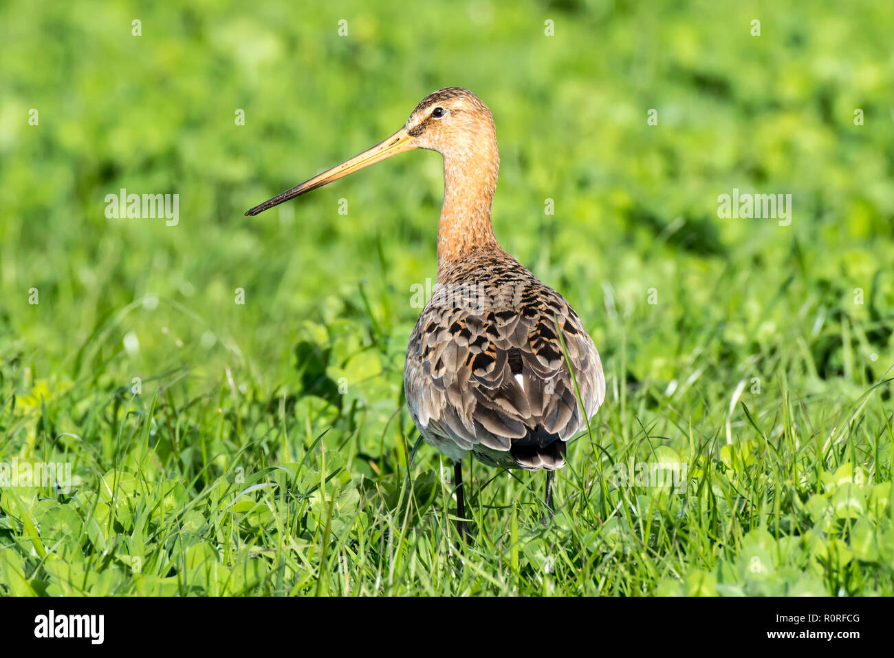 Black-tailed godwit (Limosa limosa) on meadow, Texel, Netherlands Stock Photo