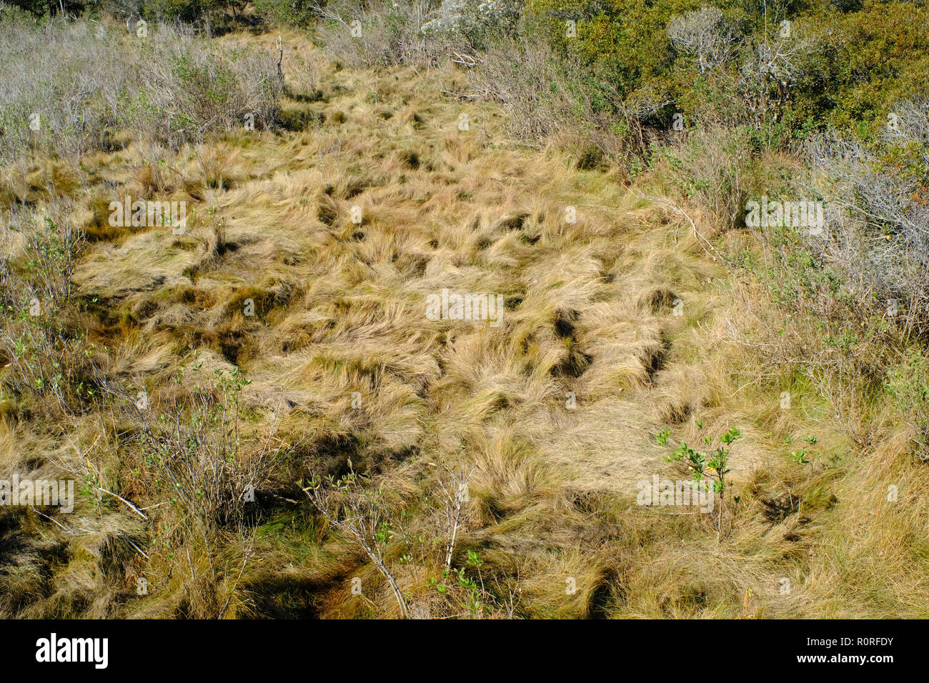 Grasses in the salt marsh in Assateague Island National Seashore Park
