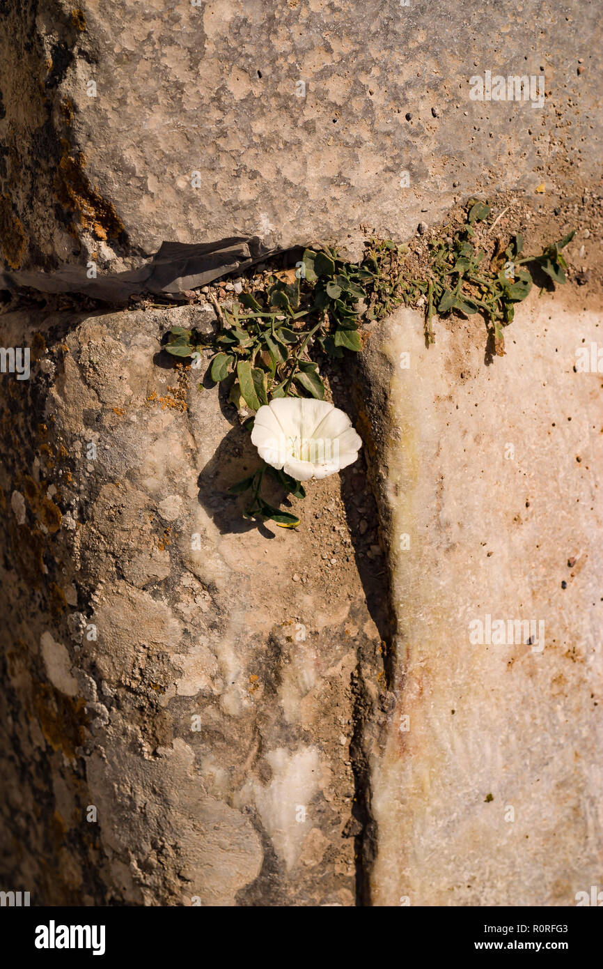 wold flower growning in space between rocks of a rock wall.  © Myrleen Pearson  ...Ferguson Cate Stock Photo