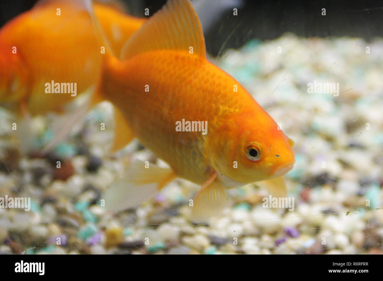 Gold Fish Stock Photo 224252107 Alamy