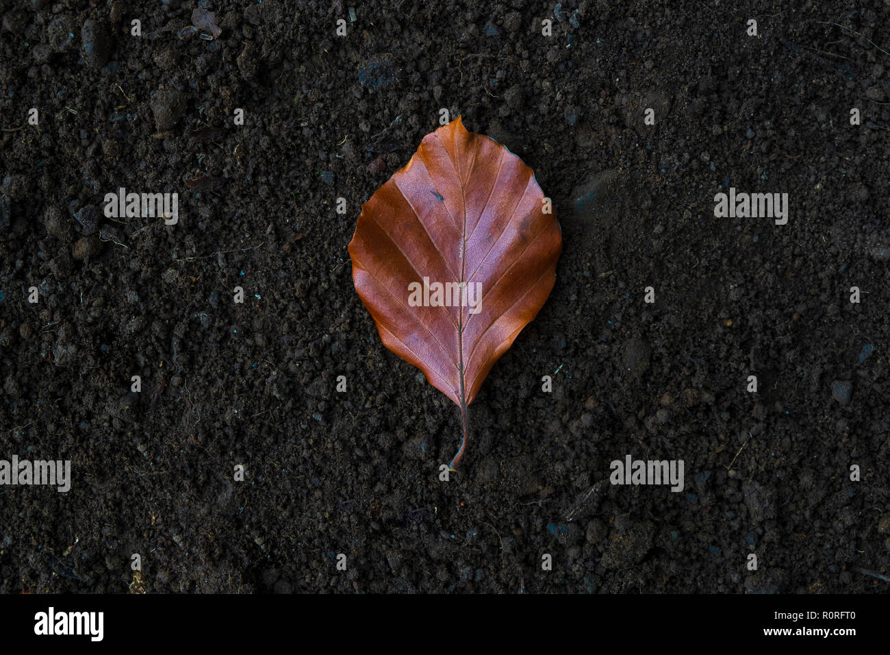 Nature, season of change - fall/Autumn leaves Stock Photo