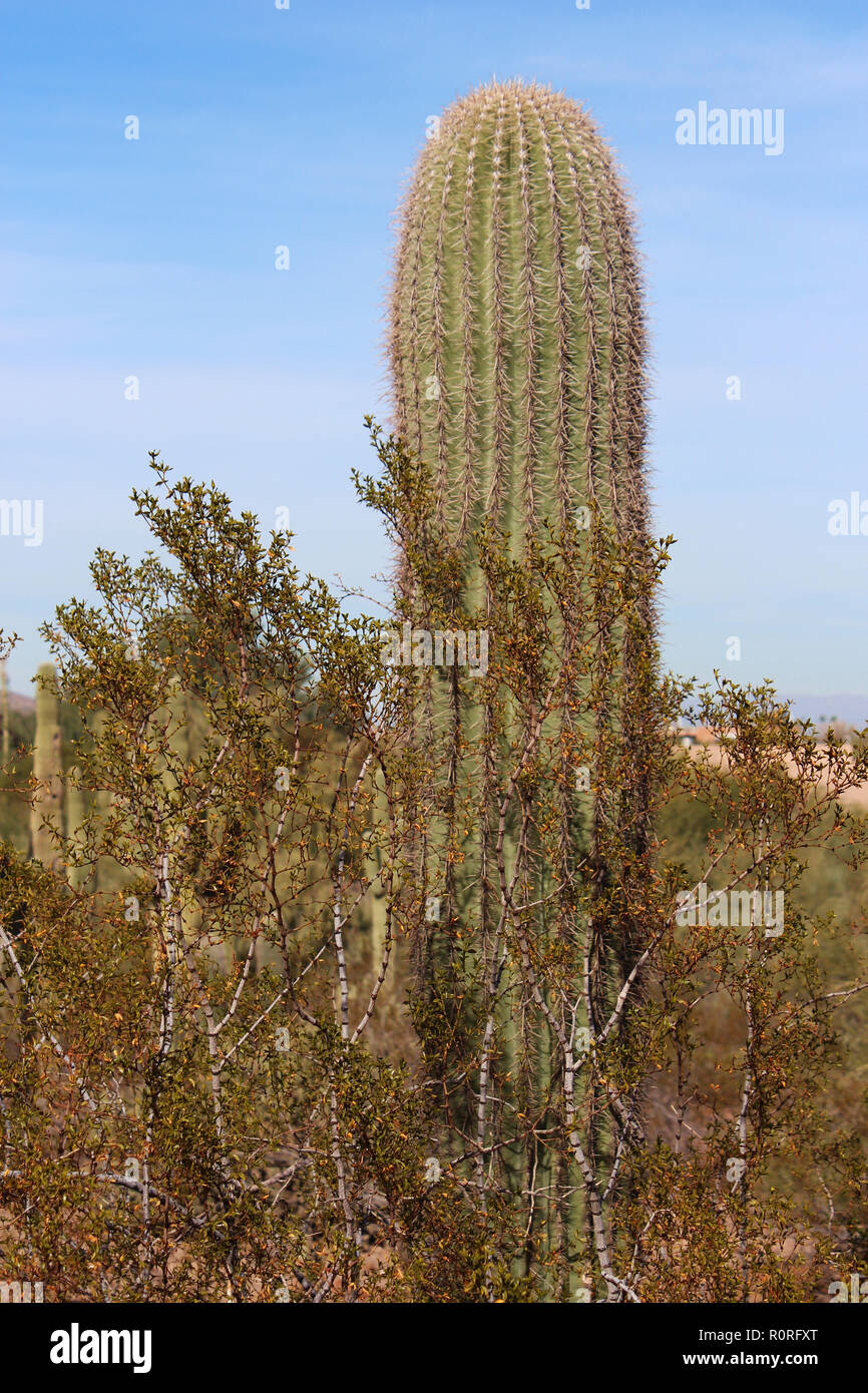 Columnar Cactus Stock Photos & Columnar Cactus Stock Images Alamy