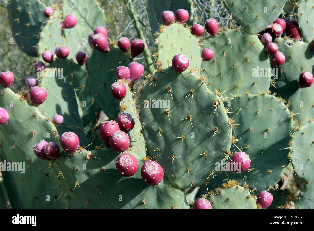 Close up of an Engelmann Prickly Pear Cactus bearing fruit Stock Photo