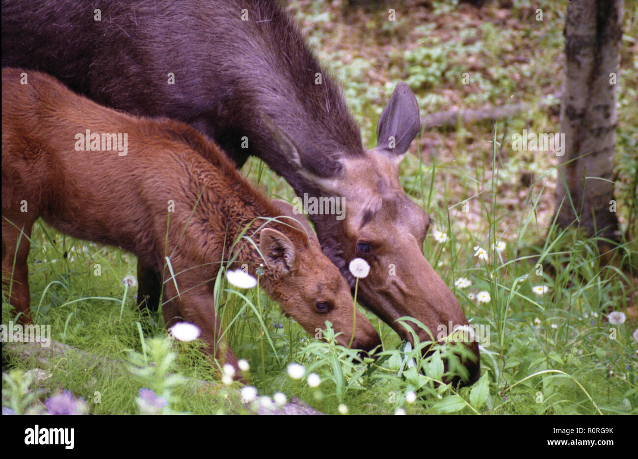 Moose Cow and Calf eating together Stock Photo Alamy