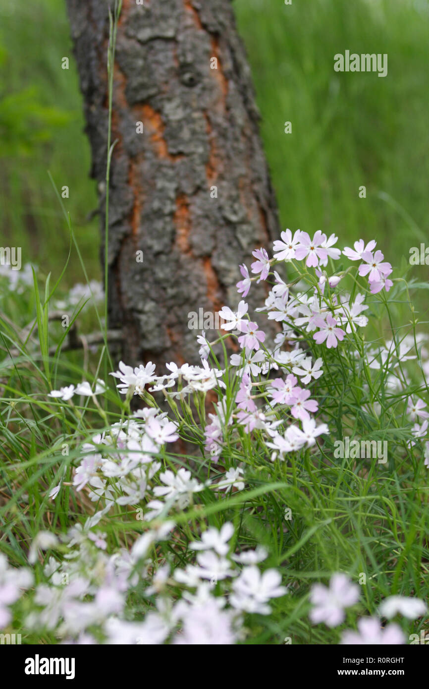 Cluster of wild Phlox against tree Stock Photo
