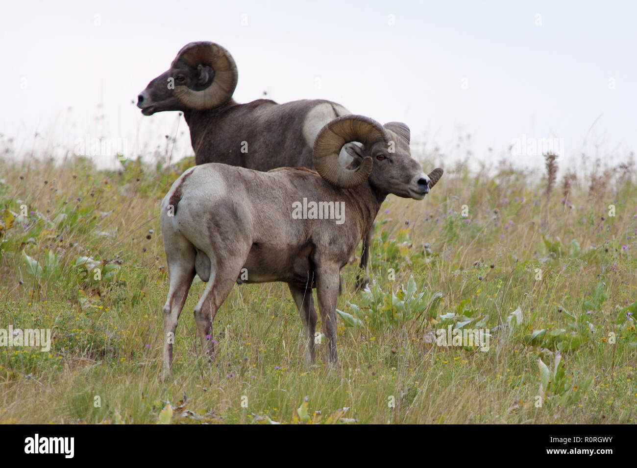 Rocky Mountain Sheep Stock Photo