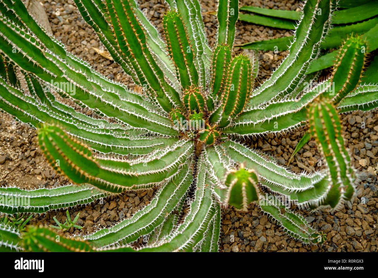 Euphorbia hottentota African succulent green desert cactus Stock Photo