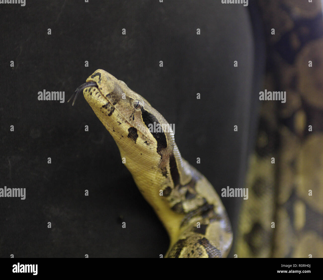Large Yellow Snake Python High Resolution Stock Photography and Images ...
